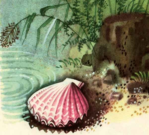 удивительно красивая ракушка