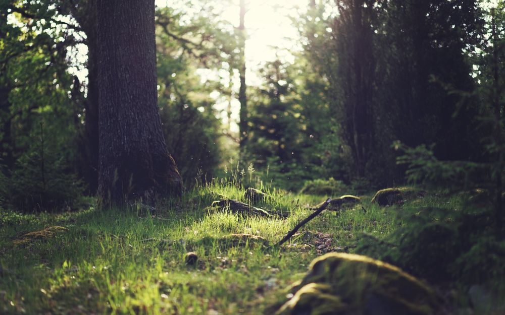 Лес ранним утром слушать Звуки природы на ночь детям