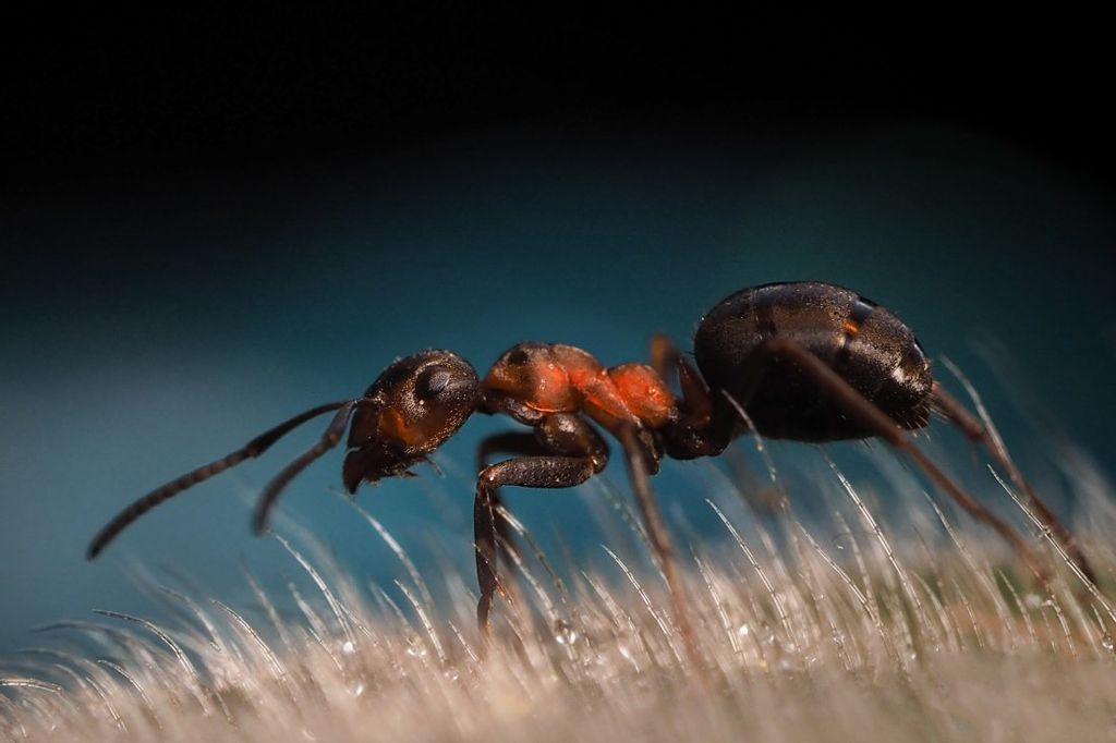 Стих Муравей читать для детей онлайн из коллекции про животных и насекомых