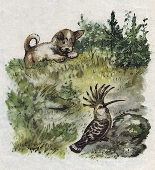 сидит на земле удод