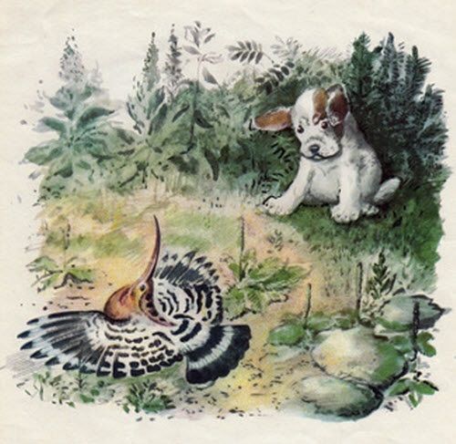 удод припал к земле, крылья распластал, хвост раскрыл, клюв вверх поднял